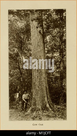 American alberi forestali, da Henry H. Gibson; (1913) (17524000324) Foto Stock