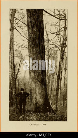 American alberi forestali, da Henry H. Gibson; (1913) (18146623485) Foto Stock