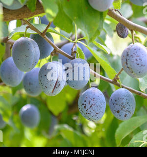 Prugna (Prunus domestica) VERMUT ITALIANO, Pflaume (Prunus domestica Italienische Zwetsche) Foto Stock