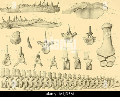 Un catalogo descrittivo dei rettili marini della Oxford argilla. Basato sulla collezione di Leeds nel British Museum di storia naturale), Londra (1910) (20873749865)