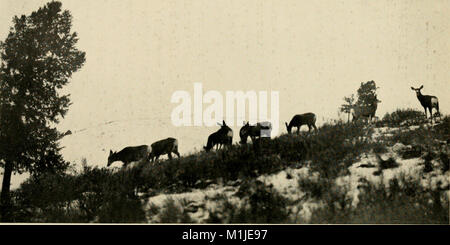 American big game nella sua tormenta; il libro di Boone e Crockett club (1904) (14595873557) Foto Stock