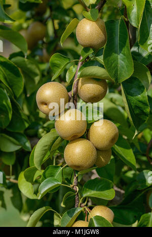 Pera Nashi (Pyrus pyrifolia hosui), Nashi-Birne (Pyrus pyrifolia Hosui) Foto Stock