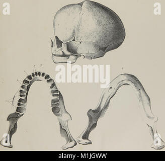 Alveoli e ganasce;l'anatomia, la fisiologia e la patologia dei denti umani (1854) Foto Stock