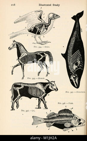 Biologia animale; biologia umana. Le parti II e III del primo corso di biologia (1910) (18011148539) Foto Stock