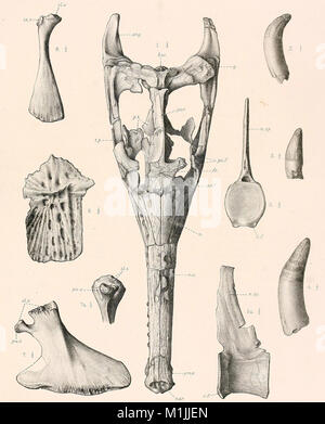 Un catalogo descrittivo dei rettili marini della Oxford argilla. Basato sulla collezione di Leeds nel British Museum di storia naturale), Londra (1910) (20252762483) Foto Stock