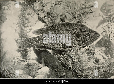 "American Food and Game Fishes" (1908) fornisce informazioni dettagliate sulle specie ittiche presenti in Nord America. Include chiavi di identificazione, storie di vita e metodi di cattura per le specie di pesce e di selvaggina più diffuse. Foto Stock