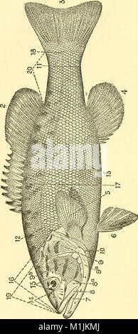 American food e selvaggina Pesci - un popolare conto di tutte le specie in America a nord dell'equatore, con chiavi per una pronta identificazione, storie di vita e di metodi di cattura (1902) (17955904309) Foto Stock