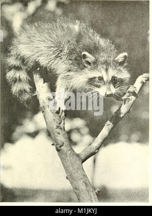 Animali americano - una famosa guida per i mammiferi del Nord America nord del Messico, con intima biografie di più familiare specie (1917) (17490716353) Foto Stock