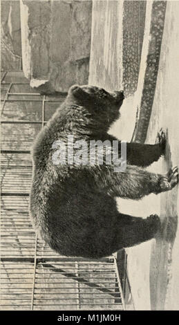 American animali- una famosa guida per i mammiferi del Nord America nord del Messico, con intima biografie di più familiare specie (1904) (17923552410) Foto Stock