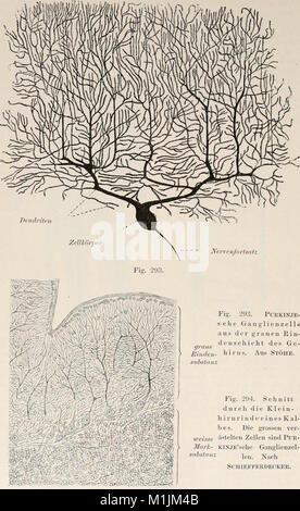 Allgemeine Physiologie. Ein Grundriss der Lehre vom Leben (1901) (18107023542) Foto Stock