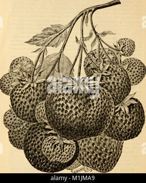 Allen catalogo descrittivo della scelta di piante di fragola - cresciuti e in vendita da W. F. Allen, Jr (1893) (17486442093) Foto Stock