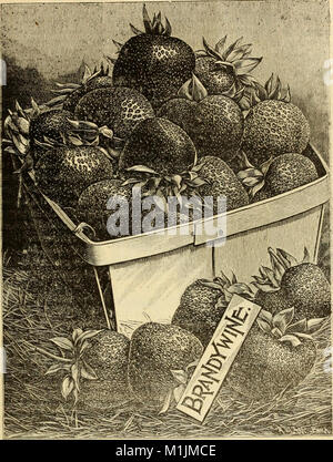 Allen catalogo descrittivo della scelta di piante di fragola - cresciuti e in vendita da W. F. Allen, Jr (1896) (17919254680) Foto Stock