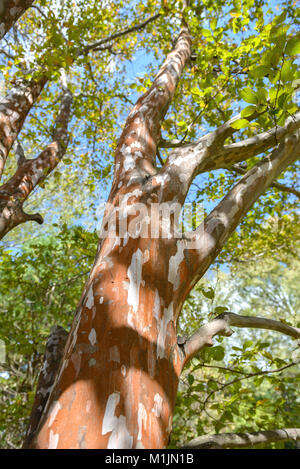 Bill sarebbe ilie (Stewa Rtia pseudo camellia), Scheinkameilie (Stewartia pseudocamellia) Foto Stock