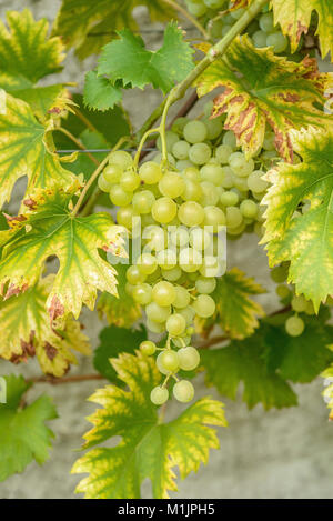 Vite (Vitis Fanny), Weinrebe (Vitis Fanny) Foto Stock