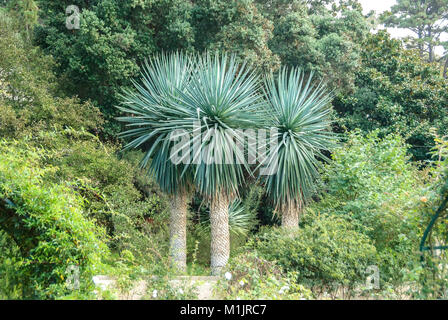 Blu-lasciato palm lily (Yucca ruggine rata), Blaublättrige Palmlilie (Yucca rostrata) Foto Stock