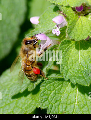 Il miele delle api pollinici Foto Stock