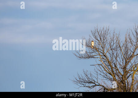 Red-tailed hawk (Buteo jamaicensis) appollaiato in un albero cercando di copiare lo spazio. Luce calda sull'uccello che si vede da lontano ma spicca la fr Foto Stock