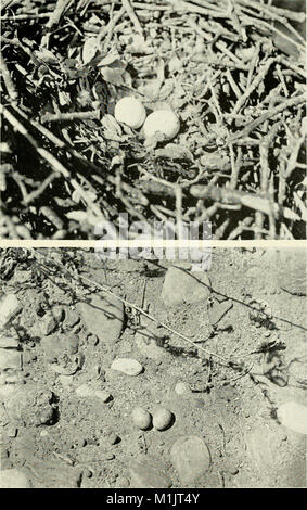 La vita degli animali nel Parco Nazionale di Yosemite; un conto dei mammiferi, uccelli, rettili e anfibi di una sezione trasversale della Sierra Nevada (1924) (18194536202) Foto Stock