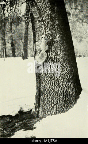 La vita degli animali nel Parco Nazionale di Yosemite; un conto dei mammiferi, uccelli, rettili e anfibi di una sezione trasversale della Sierra Nevada (1924) (18010386110) Foto Stock