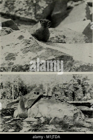 La vita degli animali nel Parco Nazionale di Yosemite; un conto dei mammiferi, uccelli, rettili e anfibi di una sezione trasversale della Sierra Nevada (1924) (18010156098) Foto Stock