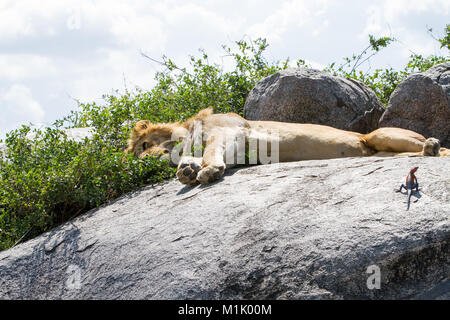 Voce maschile East African Lion (Panthera leo melanochaita), specie nella famiglia Felidae e maschio di Mwanza a testa piatta rock AGAMA SA, mwanzae AGAMA SA nel Serengeti Foto Stock