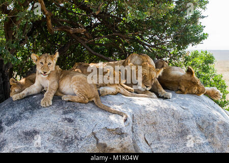 African leonesse con lion cubs (Panthera leo), specie nella famiglia Felidae e da un membro del genere Panthera elencati come vulnerabili nel Serengeti Foto Stock