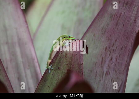 Polvere d oro giorno geco alimentazione Bromeliad su foglie di piante, Hawaii Foto Stock