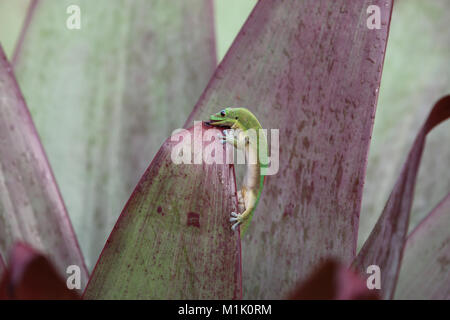 Polvere d oro giorno geco alimentazione Bromeliad su foglie di piante, Hawaii Foto Stock