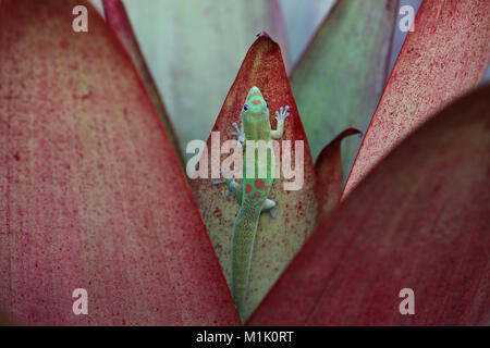 Polvere d oro giorno gecko Bromeliad su foglie di piante, Hawaii Foto Stock