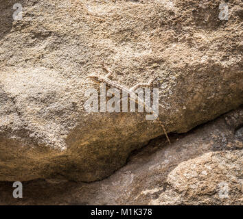 Una piccola lucertola si siede sulla superficie delle rocce. Foto Stock