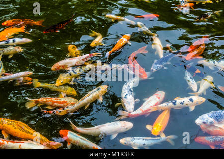 Un gran numero di splendidi pesci in un piccolo stagno. Foto Stock