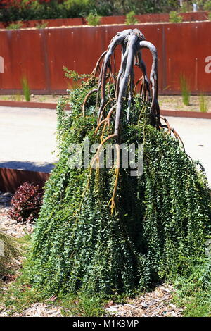 Acacia cultriformis a cascata o noto come cascata' lama di coltello di bargiglio Foto Stock