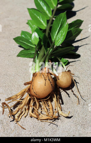 zamioculcas zamiifolia o noto come zanzibar gemma zuzu vegetale o emerald palm foto stock alamy