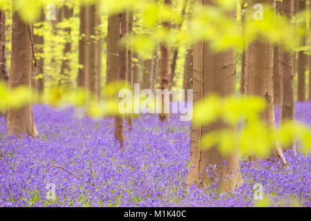 Una splendida fioritura bluebell foresta. Fotografato nella foresta di Halle (Hallerbos) in Belgio. Foto Stock