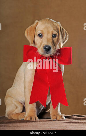 Il Labrador Retriever, cucciolo, 9 settimane, con nastro rosso, studio shot Foto Stock