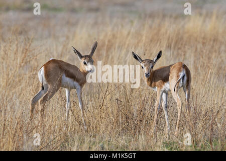 Giovani springboks (Antidorcas marsupialis), in alta erba secca, il Parco Nazionale di Etosha, Namibia Foto Stock