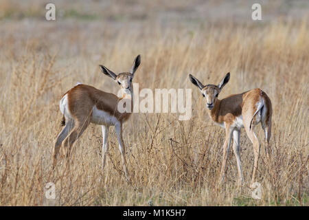 Giovani springboks (Antidorcas marsupialis), in alta erba secca, il Parco Nazionale di Etosha, Namibia Foto Stock