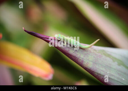 Polvere d oro day baby gecko Bromeliad su foglie di piante, Hawaii Foto Stock