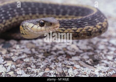 Garter snake con split linguetta sporgente. Classe Reptilia, Ordine Squamati, Sottordine Serpentes, Famiglia Colubridae, specie T. Sirtalis Foto Stock