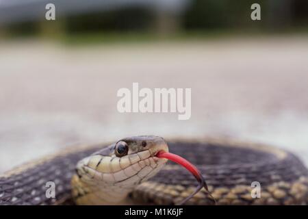 Garter snake con split linguetta sporgente. Classe Reptilia, Ordine Squamati, Sottordine Serpentes, Famiglia Colubridae, specie T. Sirtalis Foto Stock