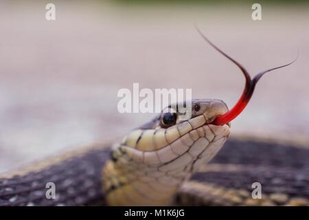 Garter snake con split linguetta sporgente. Classe Reptilia, Ordine Squamati, Sottordine Serpentes, Famiglia Colubridae, specie T. Sirtalis Foto Stock