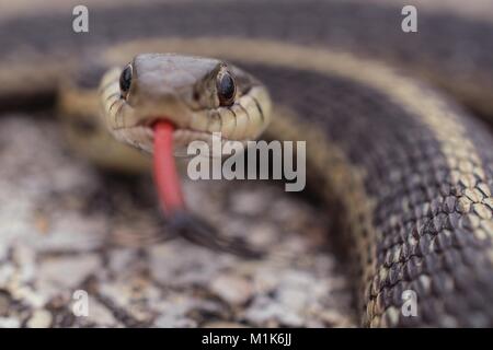 Garter snake con split linguetta sporgente. Classe Reptilia, Ordine Squamati, Sottordine Serpentes, Famiglia Colubridae, specie T. Sirtalis Foto Stock