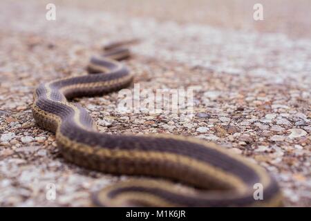 Garter snake con split linguetta sporgente. Classe Reptilia, Ordine Squamati, Sottordine Serpentes, Famiglia Colubridae, specie T. Sirtalis Foto Stock