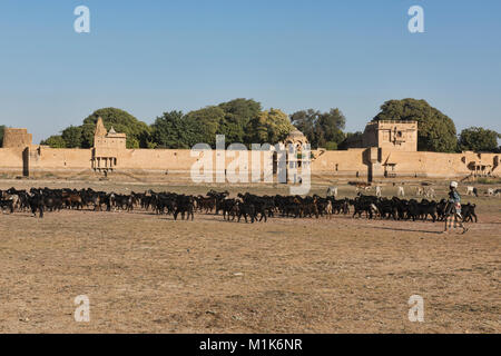 Capraio al di fuori di Amar Sagar tempio Jain, Jaisalmer, Rajasthan, India Foto Stock