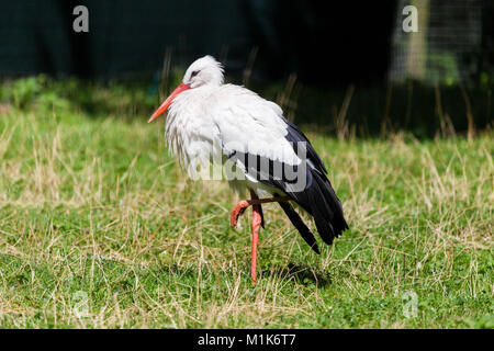 Un tedesco di Stork sorge su green gras Foto Stock