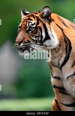 Unico tigre di Sumatra nel giardino zoologico Foto Stock