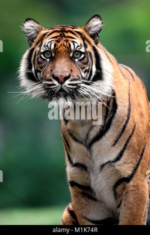 Unico tigre di Sumatra nel giardino zoologico Foto Stock