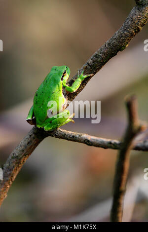 Unico comune Raganella conosciuta anche come la Raganella in appoggio sul ramo di un albero in una foresta di Polonia nella stagione primaverile Foto Stock