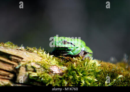 Unico comune Raganella conosciuta anche come la Raganella in appoggio sul ramo di un albero in una foresta di Polonia nella stagione primaverile Foto Stock