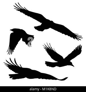 Set di vettore sagome di uccelli in volo, isolato su sfondo bianco Illustrazione Vettoriale